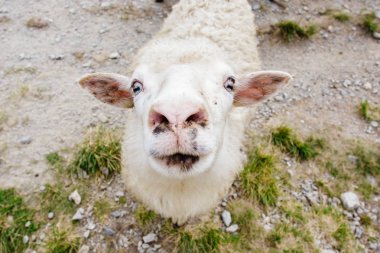 Koyun doğrudan kameraya benziyor