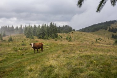 Bir inek arazide sis dağların arasında