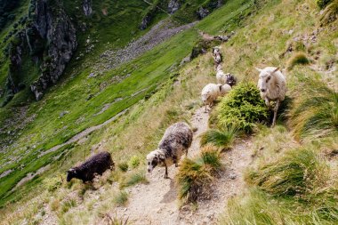 Dağlar arasında güzel doğa arka planda koyun sürüsü