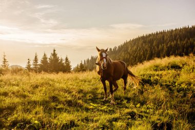 Güzel doğa günbatımı, dağlar arasında arka planda bir at