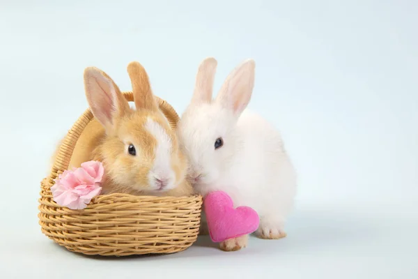 Cute White rabbit bunny and brown rabbit bunny with basket.