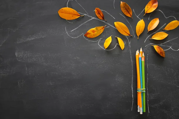 Terug Naar School Concept Bovenaanzicht Van Potloden Naast Boom Schets — Stockfoto