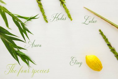 Sukkot Yahudi bayramı. Geleneksel Semboller (dört tür): Etrog, lulav, hadas, arava