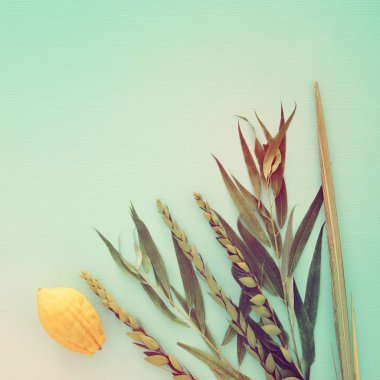 Sukkot Yahudi bayramı. Geleneksel Semboller (dört tür): Etrog, lulav, hadas, arava