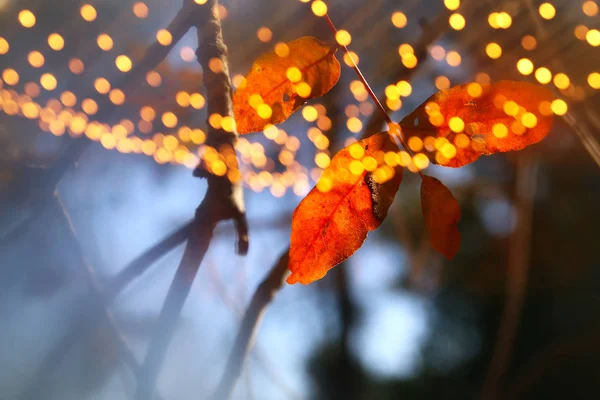 Autumn Leaves Tree Sunny Morning Light — Stock Photo, Image