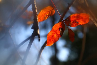 güneşli sabah ışık ağaçta sonbahar yaprakları