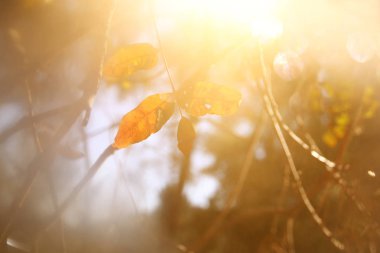 güneşli sabah ışık ağaçta sonbahar yaprakları