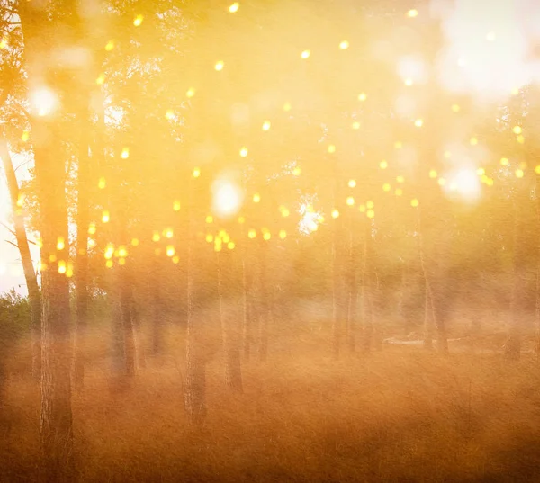 Ağaçlar Arasında Işık Patlaması Parlak Altın Bokeh Işıklarının Bulanık Fotoğrafı — Stok fotoğraf