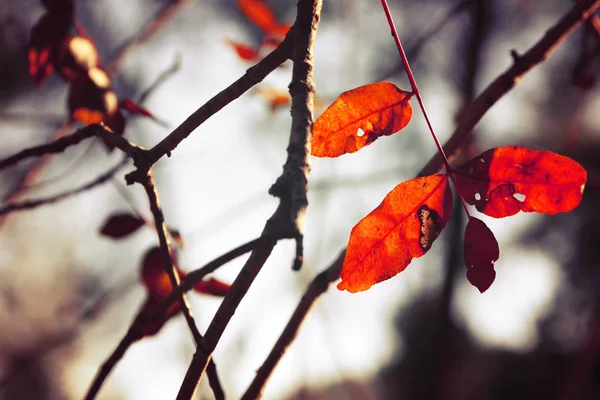 Podzimní Listí Stromě Světle Slunečného Rána — Stock fotografie