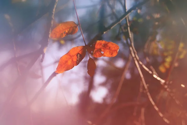 Herfstbladeren Boom Zonnige Ochtend Licht — Stockfoto