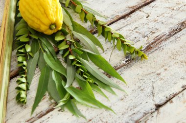 Sukkot Yahudi bayramı. Geleneksel Semboller (dört tür): Etrog, lulav, hadas, arava
