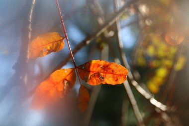güneşli sabah ışık ağaçta sonbahar yaprakları