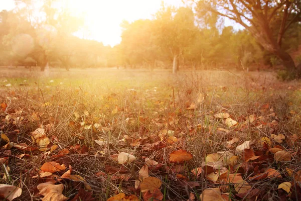 Осенние Листья Земле Упасть Обои Тонированное Изображение — стоковое фото