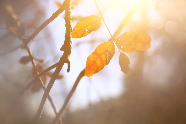 Foglie Autunnali Albero Nella Luce Solare Del Mattino — Foto Stock