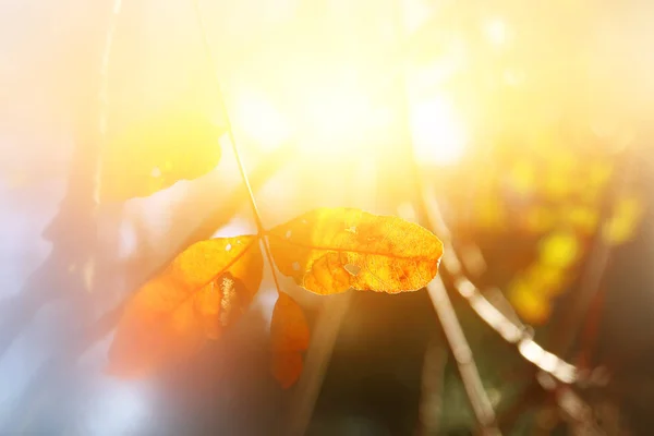 Folhas Outono Árvore Luz Manhã Ensolarada — Fotografia de Stock