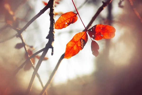 Autumn Leaves Tree Sunny Morning Light — Stock Photo, Image