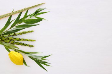 Sukkot Yahudi bayramı. Geleneksel Semboller (dört tür): Etrog, lulav, hadas, arava