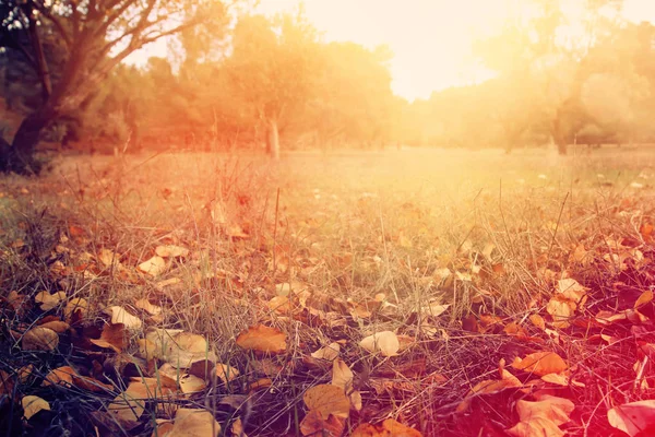 Herbstblätter am Boden. Herbsttapete. Getöntes Image. — Stockfoto