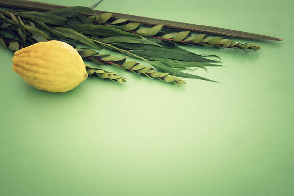 Jewish festival of Sukkot. Traditional symbols (The four species): Etrog, lulav, hadas, arava