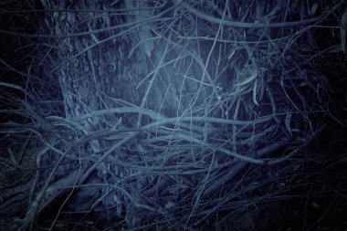 karanlık ve perili orman gizemli arka plan