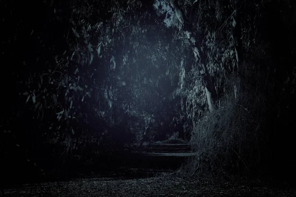 黑暗和闹鬼森林的神秘背景 — 图库照片