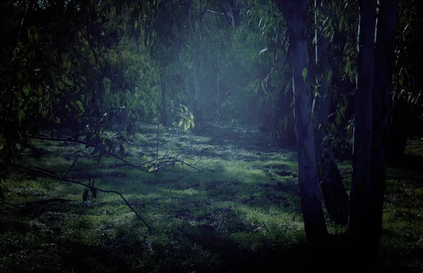 Μυστηριώδη Φόντο Σκοτεινό Και Στοιχειωμένο Δάσος — Φωτογραφία Αρχείου