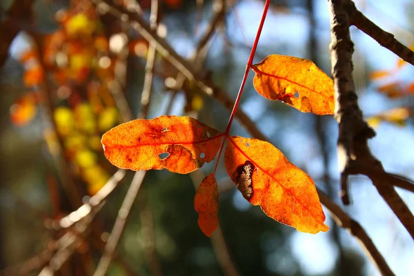 Herbstblätter Baum Sonnigen Morgenlicht — Stockfoto