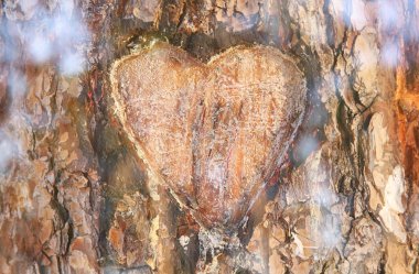 Eski ağaç gövdesi üzerinde oyulmuş kalp ile fotoğraf. Sevgililer günü kavramı. Romantik arka plan
