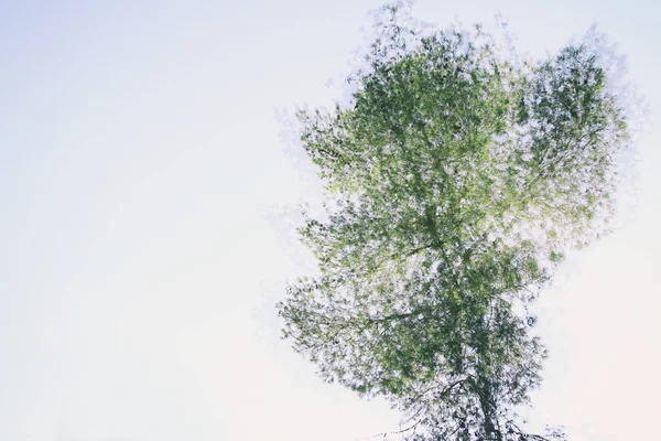 Двойная Экспозиция Абстрактное Изображение Дерева Лесу Белом Фоне — стоковое фото