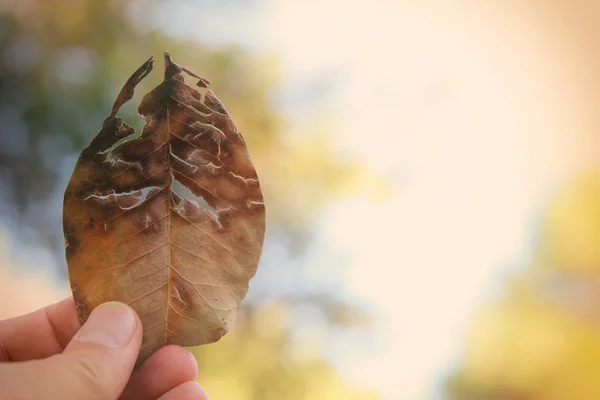 Abstract Image Man Hand Holding Dry Cracked Dry Leaf Bokeh — Stock Photo, Image