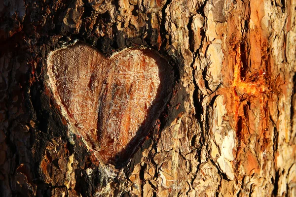 Photo Old Tree Trunk Heart Carved Valentine Day Concept Romantic — Stock Photo, Image