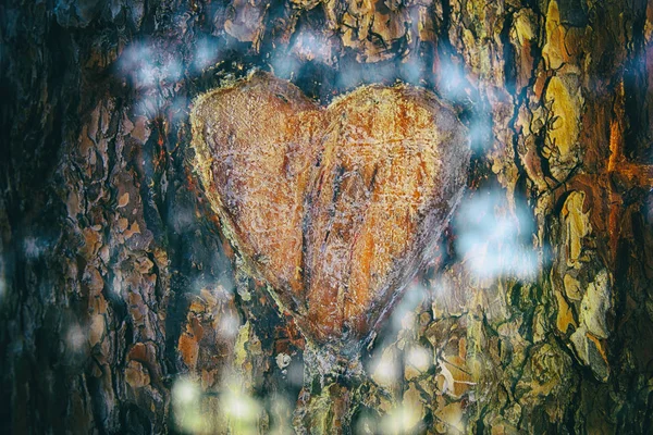 Fotografie Starých Kmen Stromu Srdcem Vyřezal Něj Den Svatého Valentýna — Stock fotografie