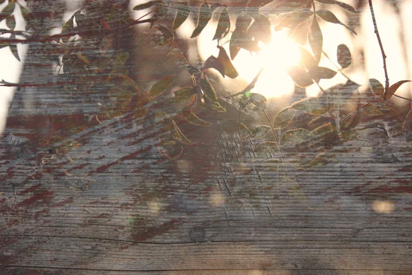 Двойная Экспозиция Абстрактное Изображение Деревьев Фоне Леса Деревянной Текстуры — стоковое фото
