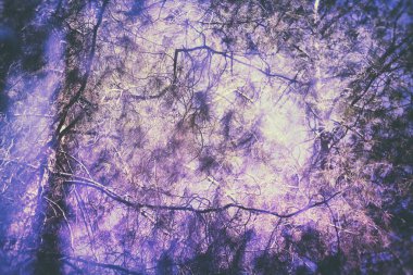 Ultra Violet arkaplan efekti. Ormanda çift pozlama ve soyut ağaçlar var.