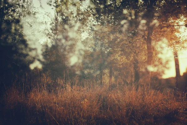 Abstract Autumnal Dreamy Image Forest Sunset Light — Stock Photo, Image