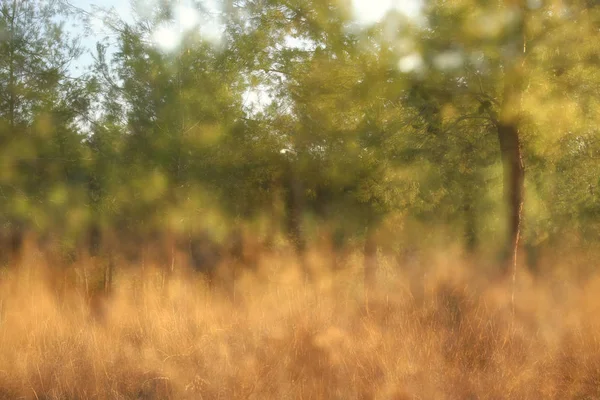 Ağaçlar Arasında Işık Patlaması Parlak Altın Bokeh Işıklarının Bulanık Fotoğrafı — Stok fotoğraf