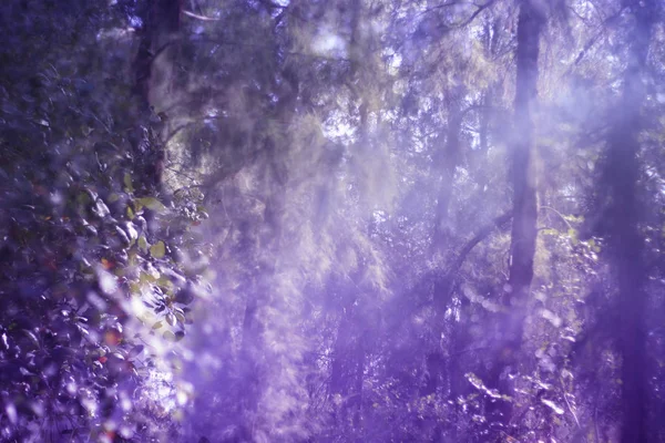 森林中带有双重曝光和抽象树的超紫罗兰背景效应 — 图库照片