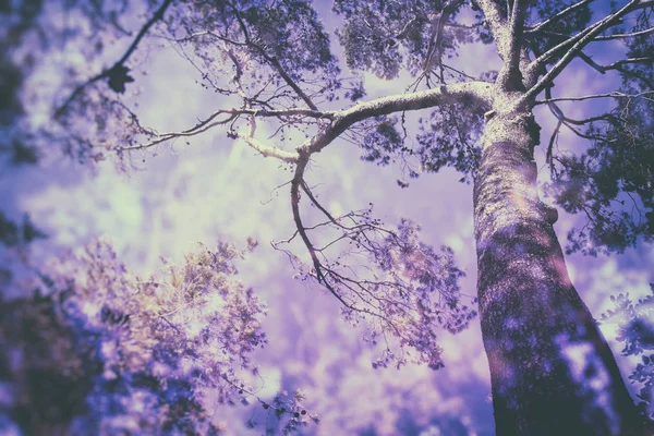Эффект Ультрафиолетового Фона Двойным Воздействием Абстрактными Деревьями Лесу — стоковое фото