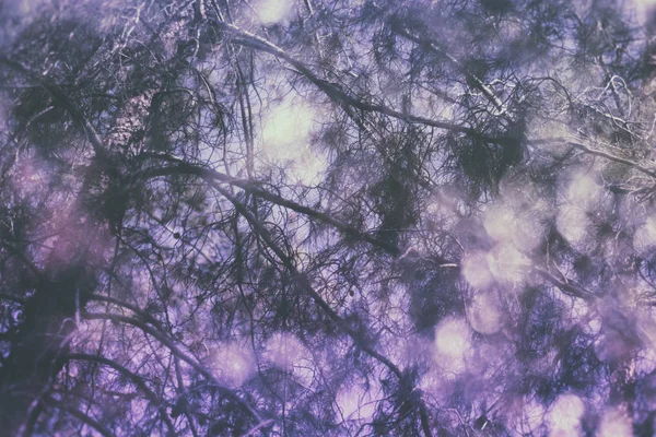 Efecto Fondo Ultravioleta Con Doble Exposición Árboles Abstractos Bosque —  Fotos de Stock