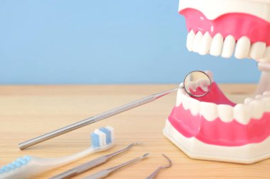 Diş hekimi ve klinik modelde plastik diş diş bakımı araçlarını kullanın. Ahşap mavi arka plan