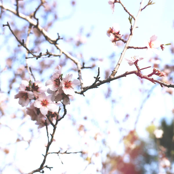 Fundo Árvore Flores Cereja Primavera Foco Seletivo — Fotografia de Stock