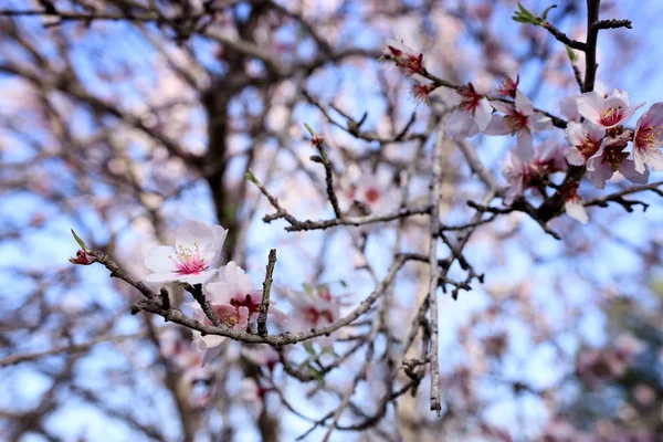 Hintergrund Des Frühlings Kirsche Blüht Baum Selektiver Fokus — Stockfoto