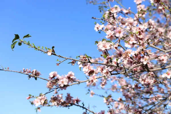 Hintergrund Des Frühlings Kirsche Blüht Baum Selektiver Fokus — Stockfoto