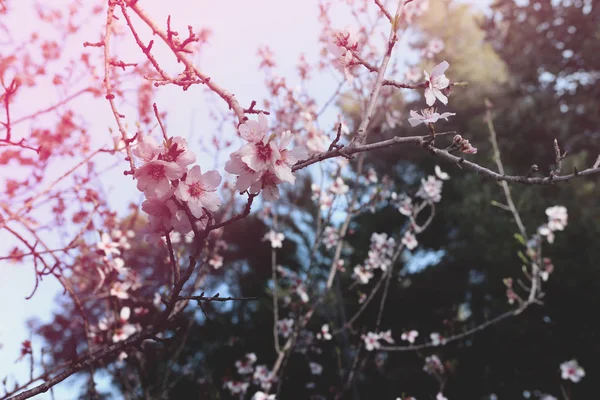 background of spring cherry blossoms tree. selective focus