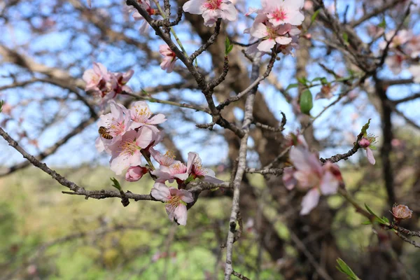 Fondo Del Árbol Flores Cerezo Primavera Abeja Recoge Néctar Flor — Foto de Stock