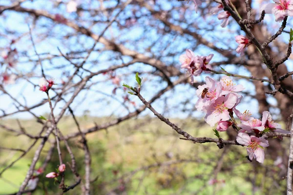 Hintergrund Des Frühlings Kirschblüten Baum Und Biene Sammelt Nektar Aus — Stockfoto