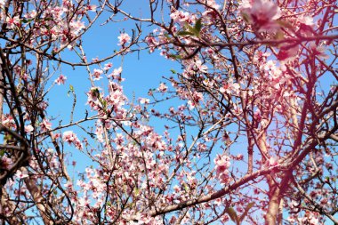 Bahar kiraz çiçekleri ağacının arka planı. seçici odak