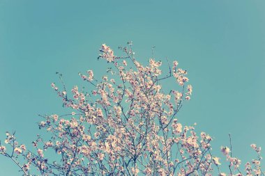 Bahar kiraz çiçekleri ağacının arka planı. seçici odak