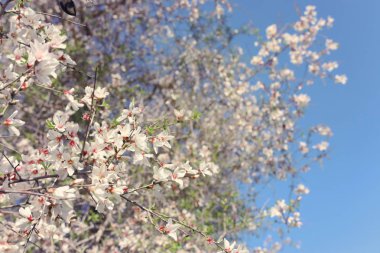 Bahar kiraz çiçekleri ağacının arka planı. seçici odak