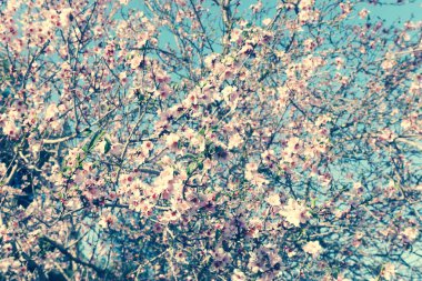 Bahar kiraz çiçekleri ağacının arka planı. seçici odak